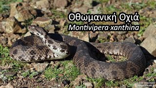 Οθωμανική Οχιά (Montivipera xanthina) από τη Σαμοθράκη - Ottoman Viper