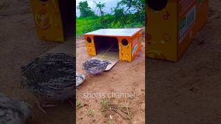 simple Bird Trap - Unique Quail Trap #shorts