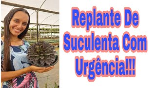 Replante De Suculenta Com Urgência!!!