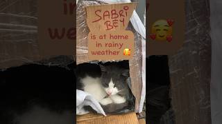 Mr. Sabri is happy at home in rainy weather ❤️🤗 #cathouse #straycat