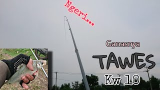 ACTION TEGEK DAIWA LIBERTY || Ganasnya TAWES KW 10 KARAWANG