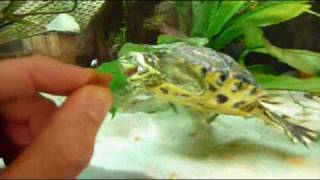 Trachemys scripta scripta [HQ]