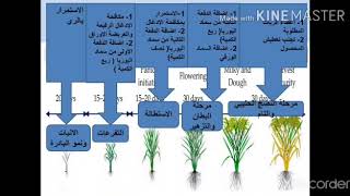 الحزمة المتكاملة لمحصول الرز