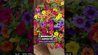 Esenciales de Verano: Margaritas, Million Bells, Pensamientos, Lavanda, Petunias | Parte 2 🌼