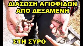 Διάσωση Αγιόφιδων από δεξαμενή στη Σύρο