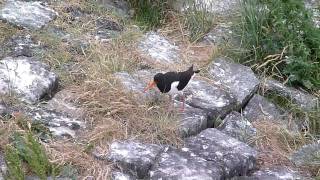 Eurasian Oystercatcher searching for food