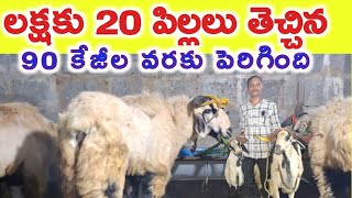 లక్షతో స్టార్ట్ చేశా Vaibhav pottella farm @MalleshAdla