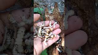 Larva kumbang bikin geli#serangga#kumbang#@kembangkambojachannel383