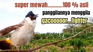 BURUNG KUTILANG PIKAT,super mewah panggilannya menggila gacor fighter