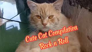 Cute Cat Compilation Part 24