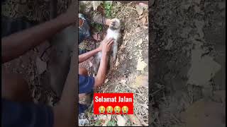 seekor monyet terjebak di akar pohon#shorts #feedshorts #monyet #animallovers