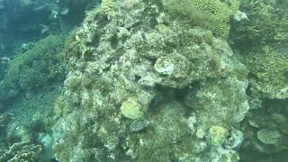 Playa Kalli (Alice in Wonderland) Dive 1, 1-15-24, Curacao