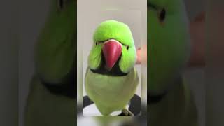 Fluffy and talkative ringneck #birds #parrots #asmr #shorts