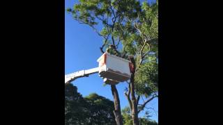 How to cut your TREE down in 31 seconds