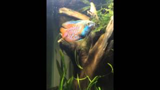 Sam's Gourami