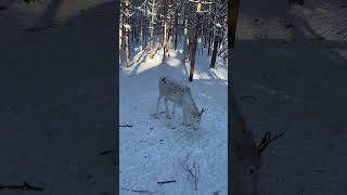 White reindeer at Lapland Finland