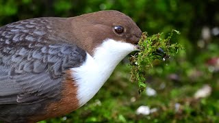 Artenporträt Wasseramsel