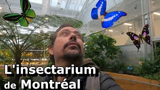 Je (re) découvre l'INSECTARIUM de Montréal (et je retombe en enfance)