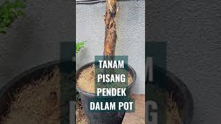 TANAM PISANG PENDEK DALAM POT short banana in pot #shorts