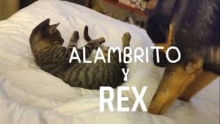 Alambrito y Rex Una Relación Sinigual