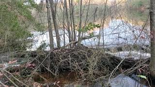 Virginia outdoors running water