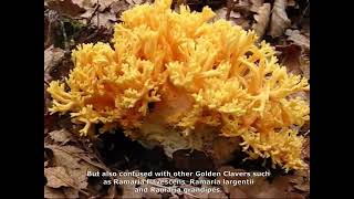 Ramaria grandipes et Ramaria aurea. Champimaginatis. English Text.