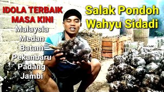 Salak Pondoh Wahyu Sidadi Idola Masakini