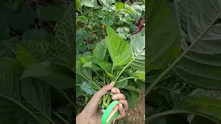 Panen Bayam Hijau & Bayam Merah🌿🌿