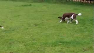 Springer Spaniel Perdy & the horse ball.