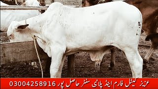 عزیز کیٹل فارم اینڈ پلائی سینٹر حاصل پور Aziz Cattle Farm and Palai Center Hashilpur