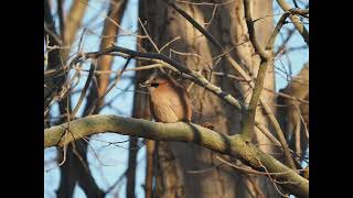 Eichelhäher  vom und zum Walnussbaum _ jay bird #vogelbeobachtung