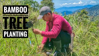 BAMBOO TREE PLANTING | Boundary-Water Shed