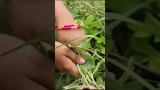 Peanut harvest🥜 #ytshorts #garden #kitchengarden #cropharvest #peanut  #nature #gardening #groundnut