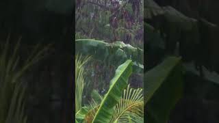 Long Shot of Rain Fall In Tropical Forest