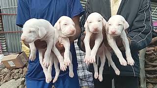 Rajapalayam dog puppy sales call me 7639524433