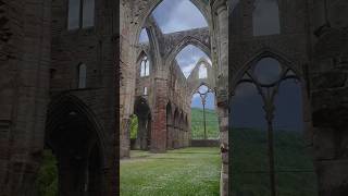 Tintern Abbey full of daisies 🌼