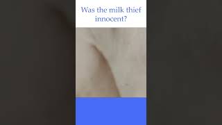 The milk thief has been stopped, but was he actually innocent? #blueheelers #gocsysclassics