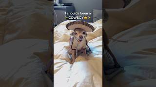 The most anxious cowgirl in the west🤠🐎.. #chihuahua #dog #dogs #puppy #puppies