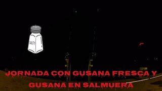 221- jornada con gusana fresca y gusana en salmuera