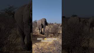 #kenya #elephant #wildlife #safari #safariphotography  #halfmaasai #animal #kenyatourism #travel