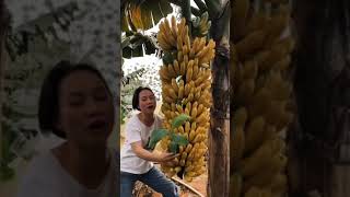 World Ingenious Technology - How To Harvest  - Banana Harvesting  Farminganana Processing in factory