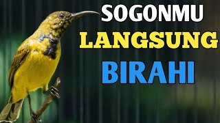 PUTAR INI, BIAR SOGONMU NAIK BIRAHINYA, PANCINGAN SOGON