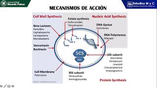 ANTIMICROBIANOS, ANTIBIOTICOTERAPIA- ENAM 2020