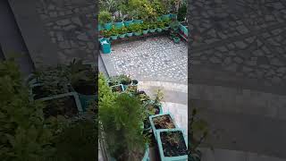 Gardan In my Home | अपने घर में पेड़ पौधे लगाए । #viral #प्लांट #plants