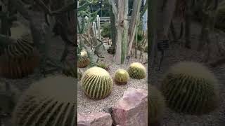 jaint cactus #all cactus plants #short #vedio