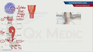 CIENCIAS BÁSICAS- FISIOLOGÍA GASTROENTEROLOGÍA