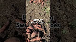 Harvesting sweet potatoes #gardening