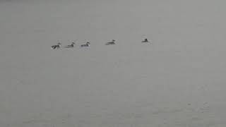 Eared and Horned Grebes