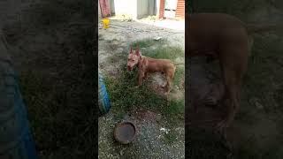 BULLY KUTTA