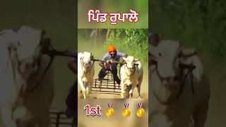 Full video Link in Comment box | winner ox Rupalon (Ludhiana) Khalsa tv | Malwa Tv